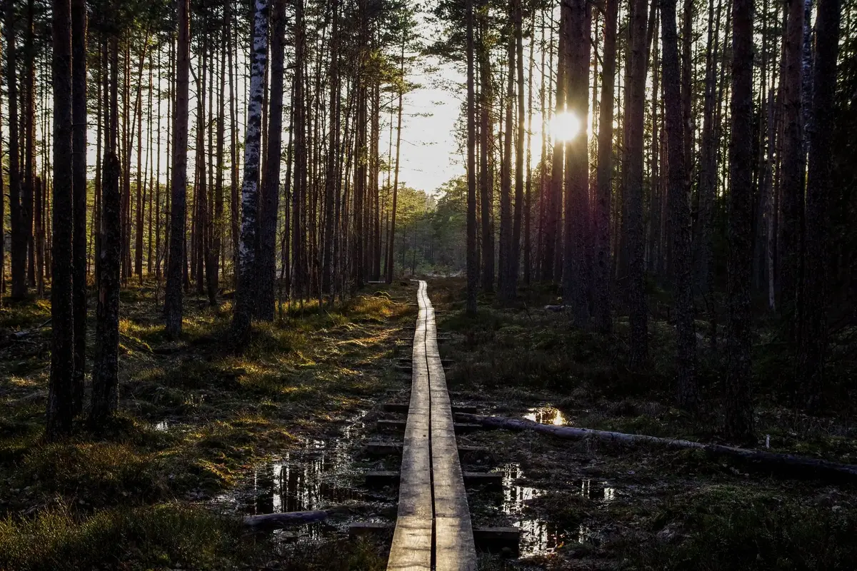 A long forest path in early morning light